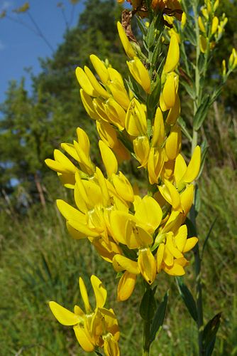 Genista tinctoria